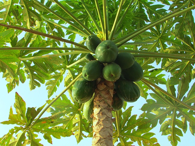 Curso El cultivo de la papaya