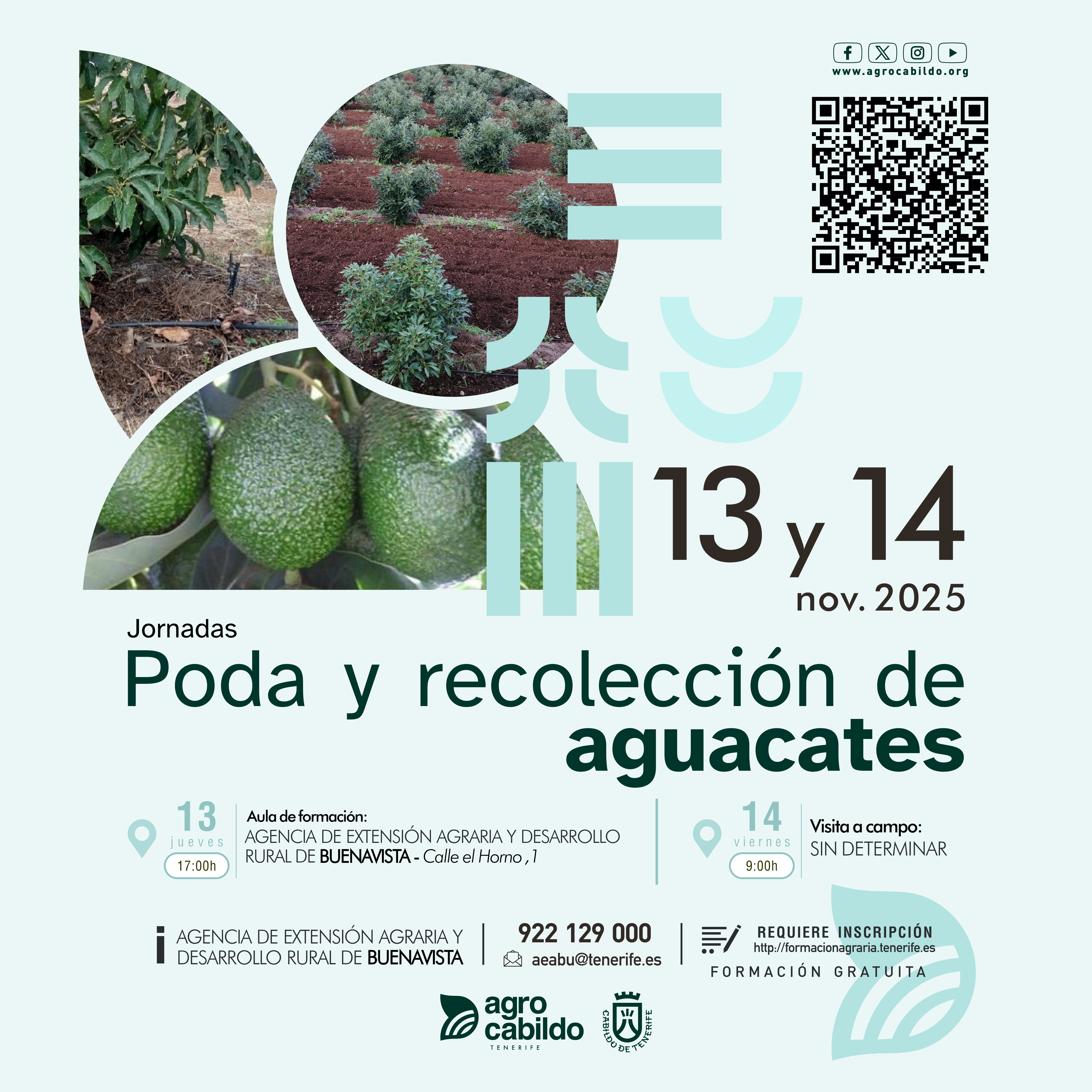 Poda y recolección del aguacate